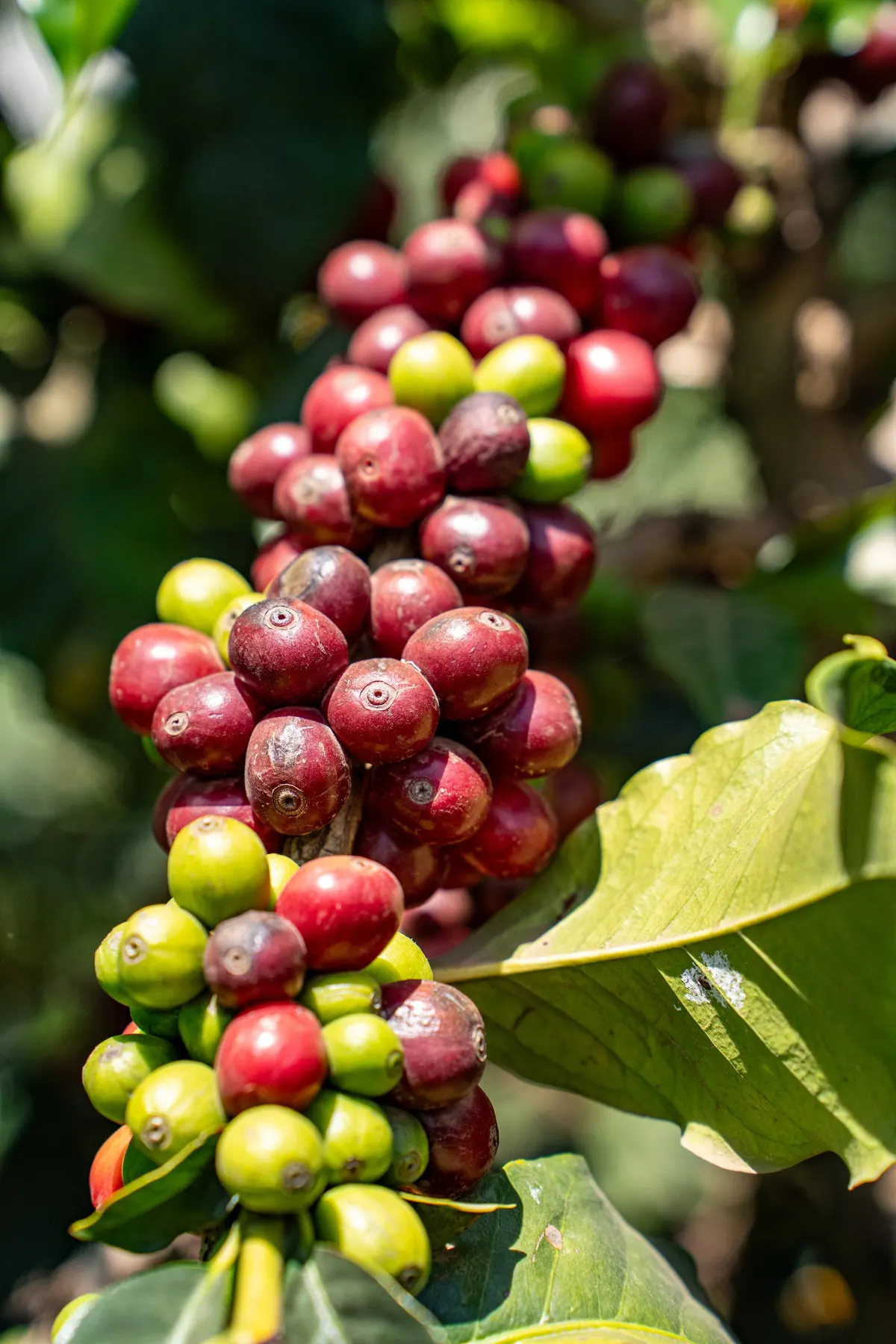 A cluster of red and green coffee cherries on the branch