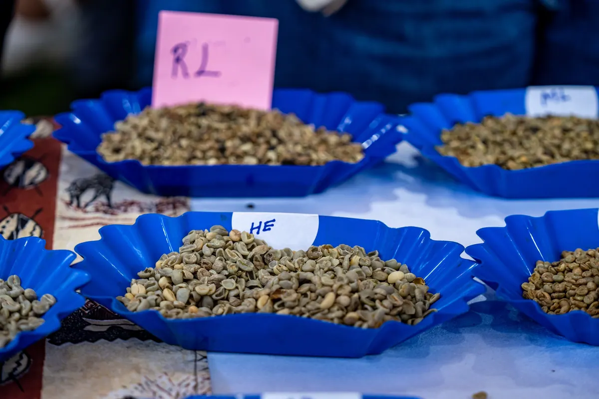 Bowls of green coffee beans with grade labels